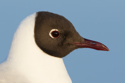Kokmeeuw / Black-headed Gull
