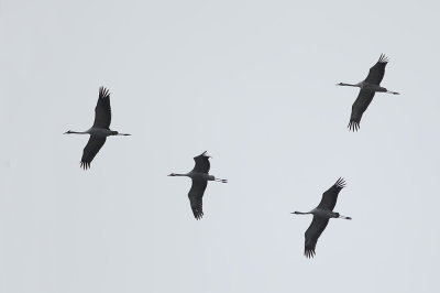 Kraanvogels / Common Cranes