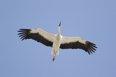 Ooievaar / White Stork