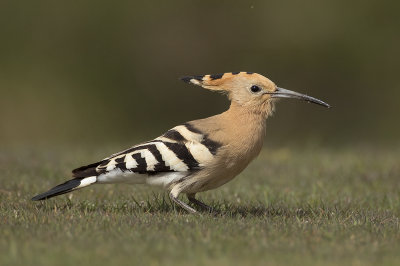 Hop / Eurasian Hoopoe