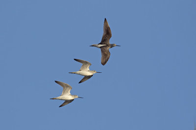 Groenpootruiter / Greenshank