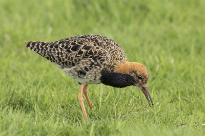 Kemphaan / Ruff