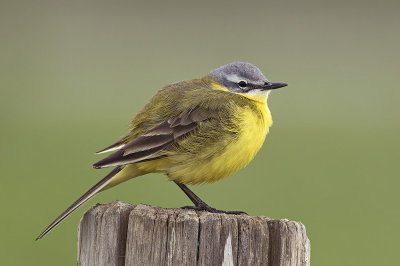 Gele Kwikstaart / Blue-headed Wagtail