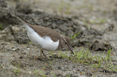 Oeverloper / Common Sandpiper