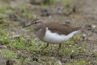 Oeverloper / Common Sandpiper