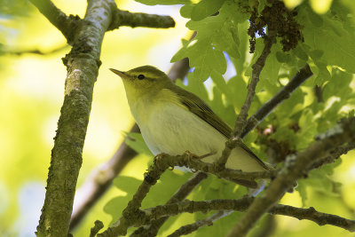 Fluiter / Wood Warbler