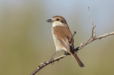 Grauwe Klauwier / Red-backed Shrike