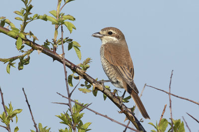 Grauwe Klauwier / Red-backed Shrike