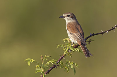 Grauwe Klauwier / Red-backed Shrike