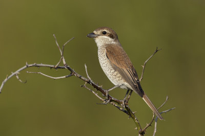 Grauwe Kauwier / Red-backed Shrike