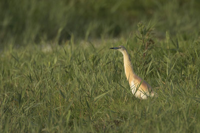 Ralreiger / Squacco Heron