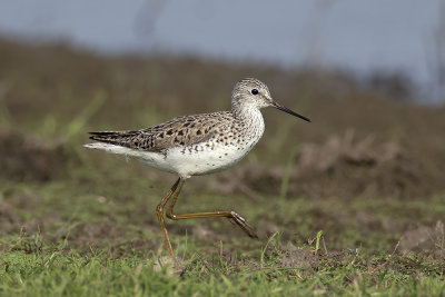 Poelruiter / Marsh Sandpiper