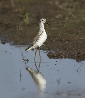 Poelruiter / Marsh Sandpiper