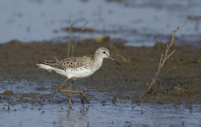 Poelruiter / Marsh Sandpiper