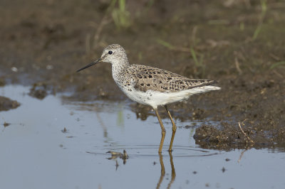 Poelruiter / Marsh Sandpiper