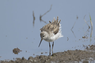 Poelruiter / Marsh Sandpiper