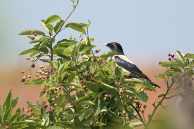 Roze Spreeuw / Rosy Starling