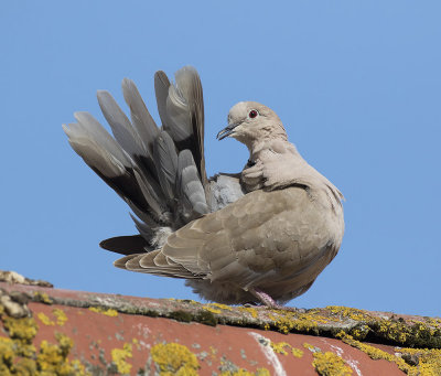 Turkse Tortel / Collared Dove