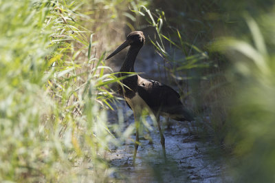 Zwarte Ooievaar / Black Stork