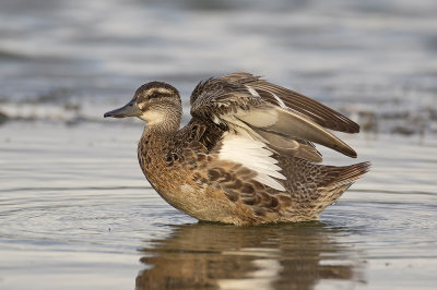 Zomertaling / Garganey