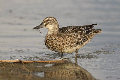 Zomertaling / Garganey