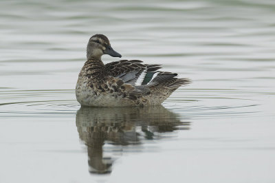 Zomertaling / Garganey