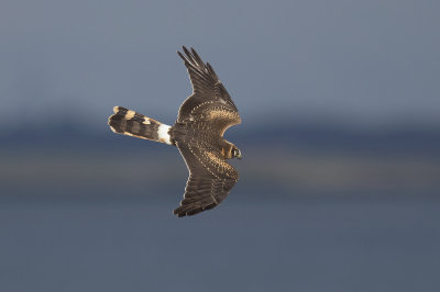 Steppekiekendief / Pallid Harrier