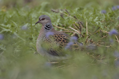 Zomertortel / Turtle Dove