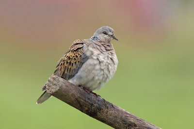 Zomertortel / Turtle Dove