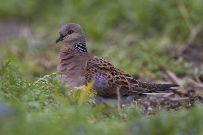 Zomertortel / Turtle Dove