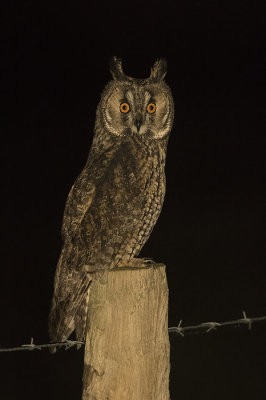 Ransuil / Long-eared Owl