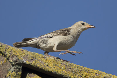 Roze Spreeuw / Rosy Starling