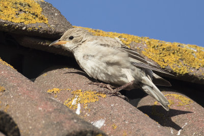 Roze Spreeuw / Rosy Starling