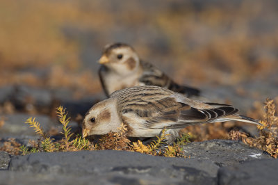 Sneeuwgors / Snow Bunting