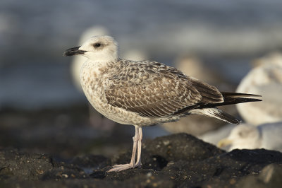 Geelpootmeeuw / Yellow-legged Gull