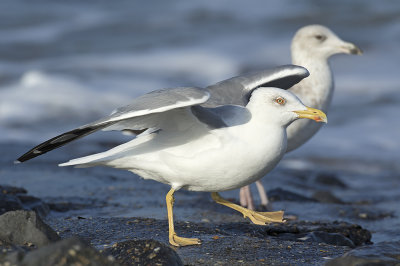 Geelpootmeeuw / Yellow-legged Gull