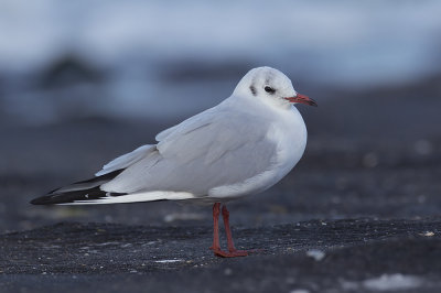 Kokmeeuw / Black-headed Gull