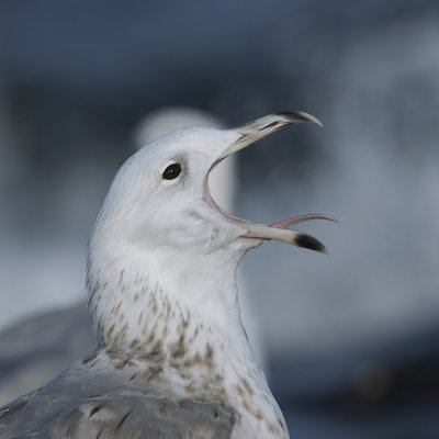 Pontische Meeuw / Caspian Gull