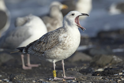 Pontische Meeuw / Caspian Gull