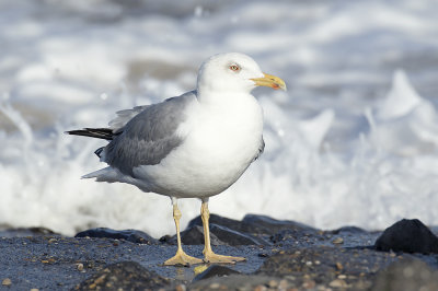 Geelpootmeeuw / Yellow-legged Gull