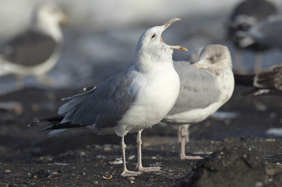 Pontische Meeuw / Caspian Gull