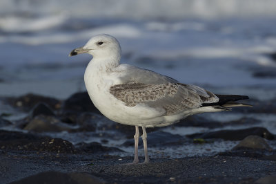 Pontische Meeuw / Caspian Gull