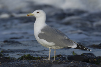 Pontische Meeuw / Caspian Gull