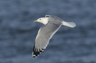 Pontische Meeuw / Caspian Gull