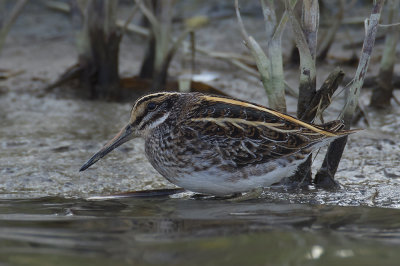 Bokje / Jack Snipe