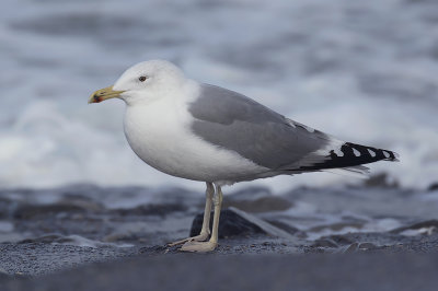 Pontische Meeuw / Caspian Gull