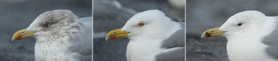 Zilvermeeuw / Herring Gull - Geelpootmeeuw / Yelllow-legged Gull - Pontische Meeuw / Caspian Gull