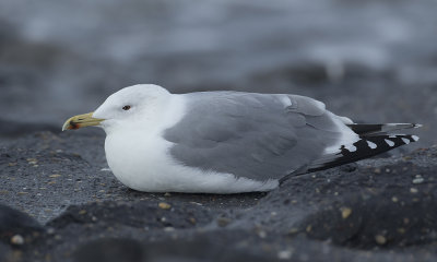 Pontische Meeuw / Caspian Gull