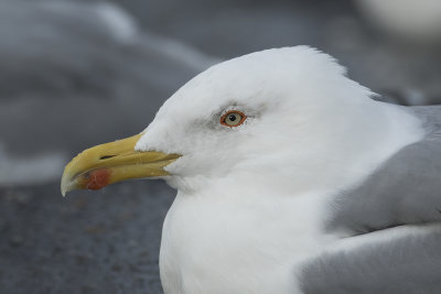 Geelpootmeeuw / Yellow-legged Gull