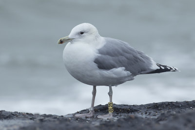 Pontische Meeuw / Caspian Gull